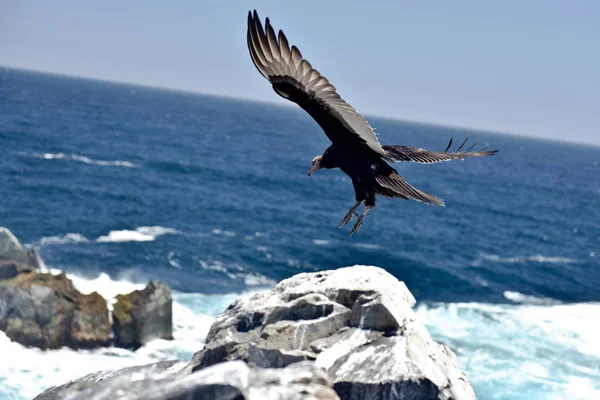 Big sea bird — Stock Photo, Image