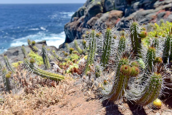 Různé kaktusy proti modrý oceán — Stock fotografie