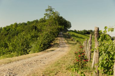 Braida di Bologna Giacomo Şaraphanesi, Piedmont, İtalya
