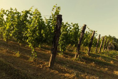 Braida di Bologna Giacomo Şaraphanesi, Piedmont, İtalya
