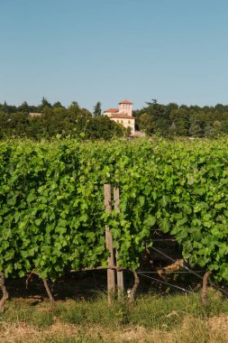 La Scolca Şaraphanesi, Piedmont, İtalya