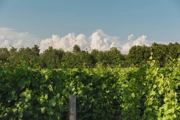 Adega Scolca Piemonte Itália — Fotografia de Stock