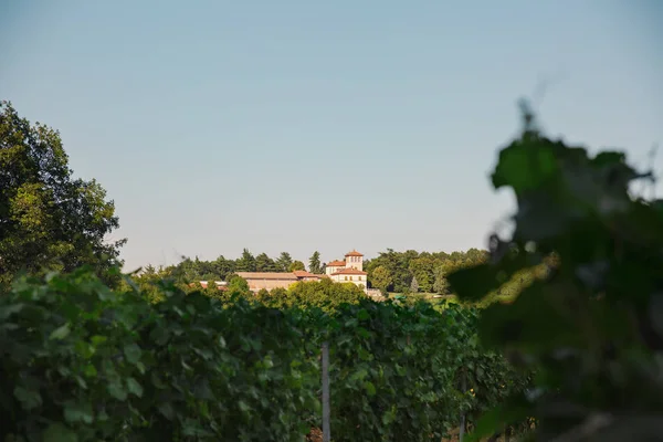 Scolca Wijnmakerij Piemonte Italië — Stockfoto