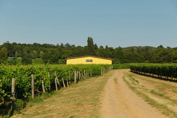 Bodega Scolca Piamonte Italia — Foto de Stock