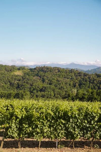 Scolca Şaraphanesi Piedmont Talya — Stok fotoğraf