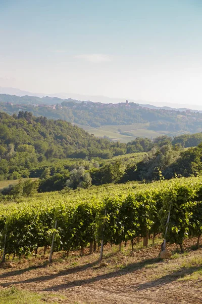 Adega Scolca Piemonte Itália — Fotografia de Stock