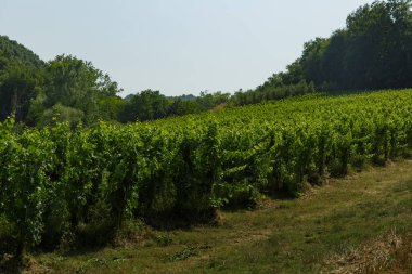 Oasi degli Angeli Şaraphanesi, Marche, İtalya