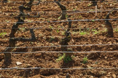 Domaine Af Gros Şaraphanesi, Burgundy, Fransa