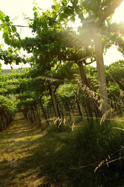 Иллюминаты
