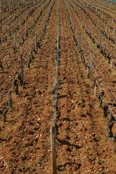 Виноробний Завод Domaine Gros Бургундія Франція — стокове фото