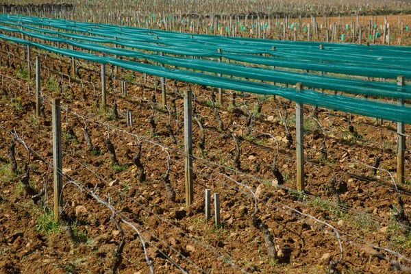 Domaine Gros Winery Burgundy France — Stock Photo, Image