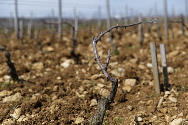 Виноробний Завод Domaine Gros Бургундія Франція — стокове фото