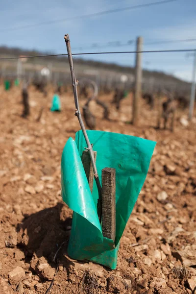 Domaine Antonin Guyon Winery Burgundy France — Stock Photo, Image