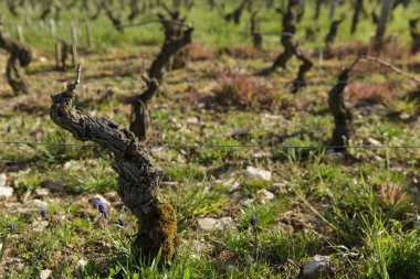 Domaine Jean Grivot Şaraphanesi, Burgundy, Fransa