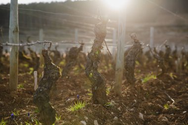 Domaine Armand Rousseau Şaraphanesi, Burgundy, Fransa