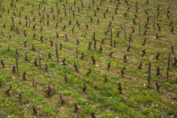 Domaine Henri Gouges Burgundy France — стокове фото