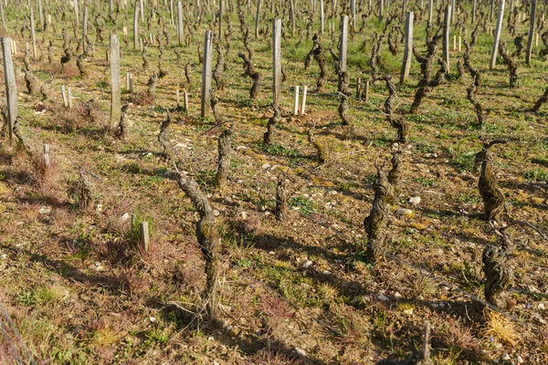 Винный Завод Domaine Jean Grivot Бургунди Франция — стоковое фото