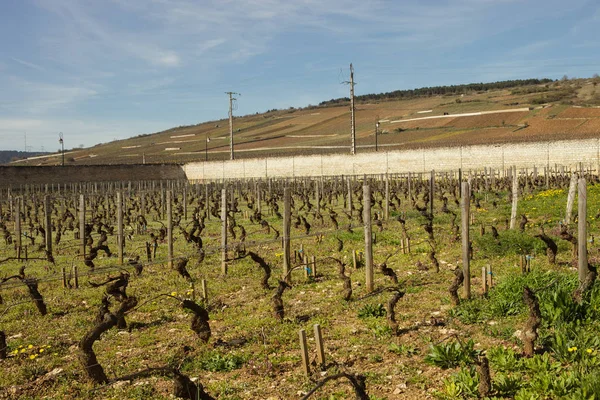 Domaine Eugenie Winery Burgundy France — стоковое фото
