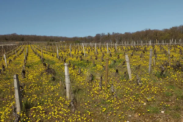 Domaine Laurent Hubert Lignier Winery France Бургундия — стоковое фото