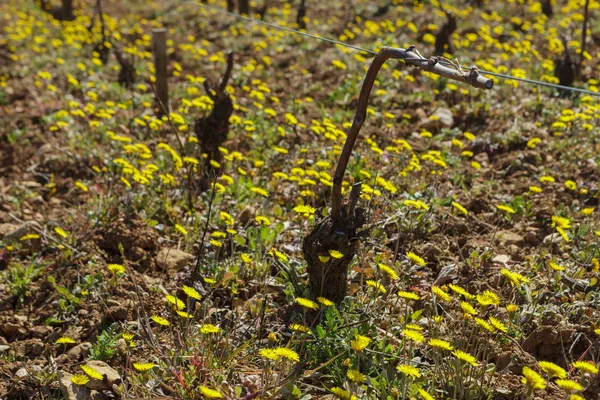 Domaine Laurent Hubert Lignier Winery France Burgundy — Stock Photo, Image