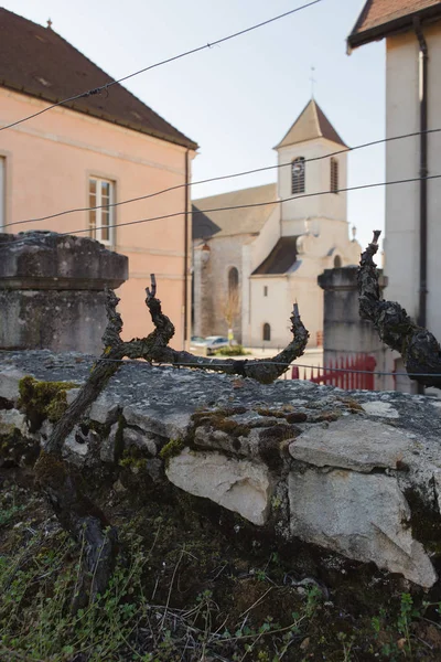 Clos Tart Şaraphanesi Burgundy Fransa — Stok fotoğraf