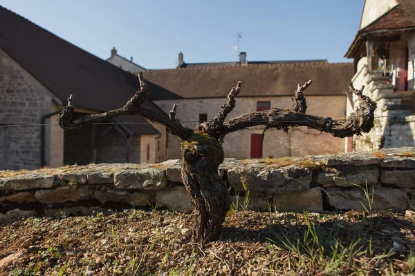 Clos Tart Winery Burgundy France — Stock Photo, Image