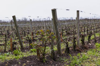Şato Angludet Şaraphanesi, Bordeaux, Fransa