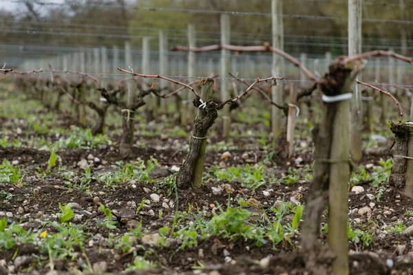 Chateau Angludet Winery Burdeos Francia — Foto de Stock