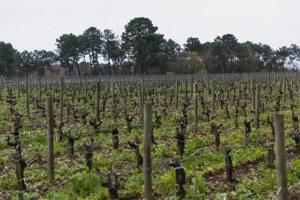 Виноробня Шато Ангуде Бордо Франція — стокове фото