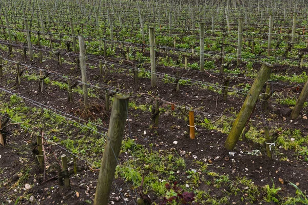 Chateau Angludet Vingård Bordeaux Frankrike — Stockfoto