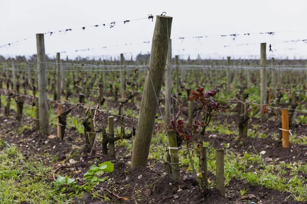 Виноробня Шато Ангуде Бордо Франція — стокове фото