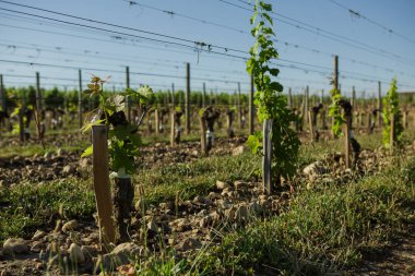 Chateau Lafleur Şaraphanesi, Bordeaux, Fransa