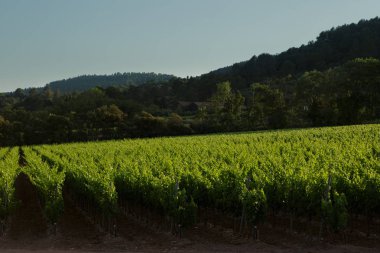 Esclans Şatosu Şaraphanesi, La Motte, Fransa