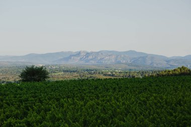 Esclans Şatosu Şaraphanesi, La Motte, Fransa