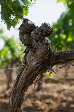 Esclans Şatosu Şaraphanesi, La Motte, Fransa