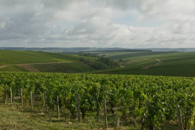 Bölge Jean-Marc Brocard, Chablis, Fransa