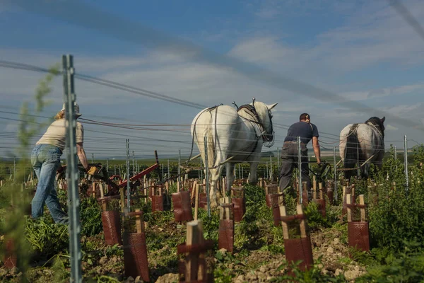 Lavoratori Che Arano Vigneti Con Aratri Cavallo Champagne Francia — Foto Stock