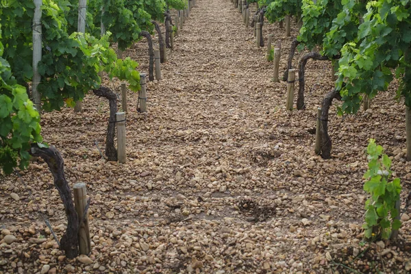 Chateau LaFleur winery, Bordeaux, France