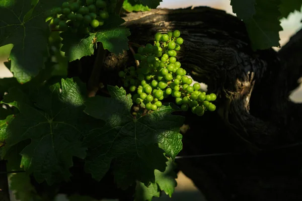 Chateau LaFleur winery, Bordeaux, France