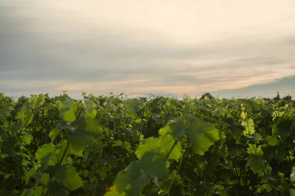 Chateau LaFleur winery, Bordeaux, France