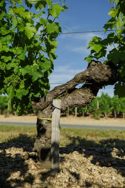 Chateau LaFleur winery, Bordeaux, France