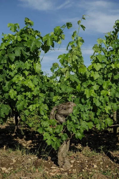 Chateau Lafleur Winery Bordeaux France — Stock Photo, Image