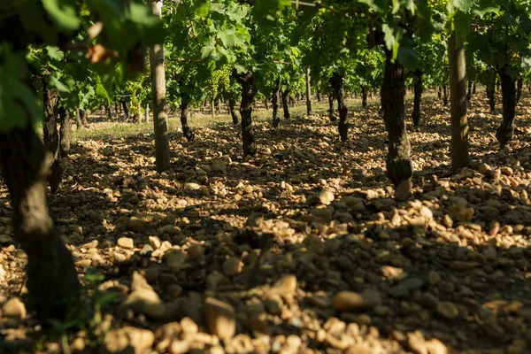 Chateau LaFleur winery, Bordeaux, France