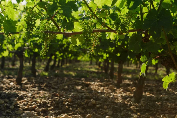 Chateau LaFleur winery, Bordeaux, France