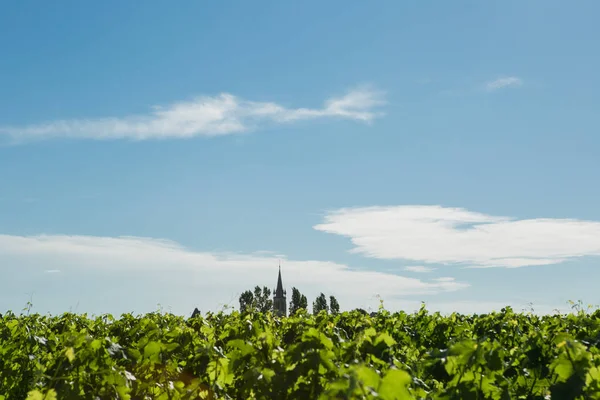 Chateau LaFleur winery, Bordeaux, France