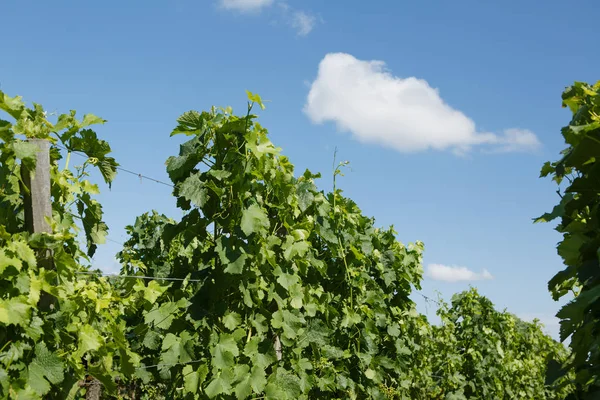 Bodega Chateau Rocheyron Burdeos Francia — Foto de Stock