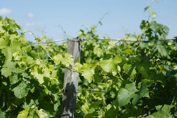 Chateau Rocheyron Şaraphanesi, Bordeaux, Fransa
