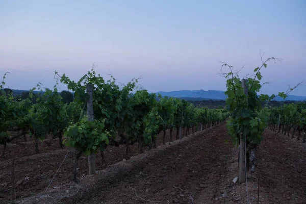 Bodega Chateau Esclans Motte Francia — Foto de Stock