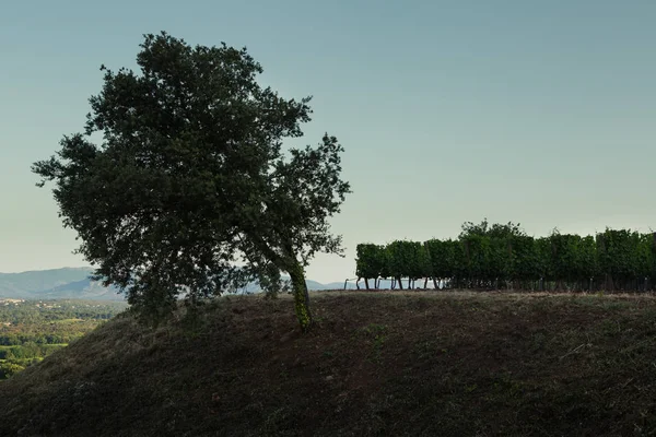 Bodega Chateau Esclans Motte Francia — Foto de Stock