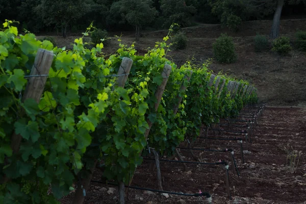 Bodega Chateau Esclans Motte Francia — Foto de Stock